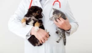 costo veterinario a domicilio