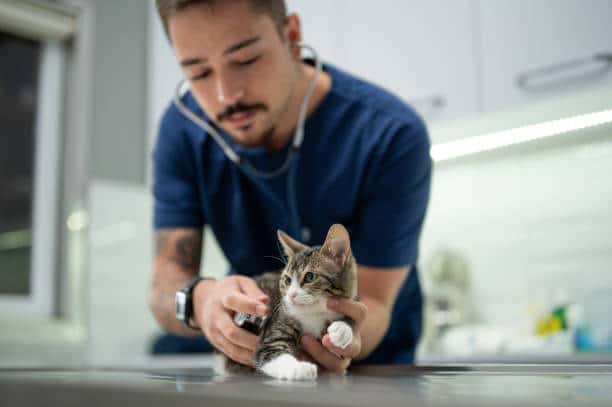 veterinario a domicilio
