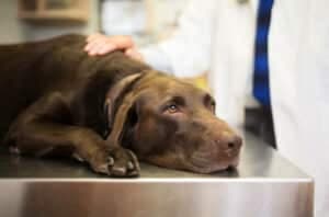 veterinario professionista a domicilio