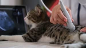 visita veterinaria a domicilio 