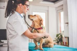 cure veterinarie a casa 