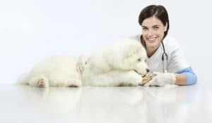 veterinario domiciliare